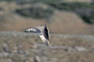 Sandpipers Gallery: 