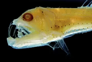 Images Dated 24th October 2010: Sloane's Viper Fish (preserved) - deep sea 200-4; 700m deep sea- 200-4