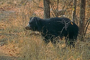 Images Dated 9th January 2007: Sloth Bear after eating termites, Ranthambhor National Park, India
