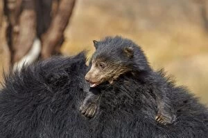 Sloth Bear mother carrying baby on back