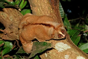 Images Dated 7th December 2007: Slow Loris - Thailand