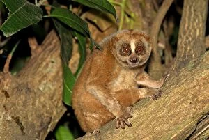 Images Dated 7th December 2007: Slow Loris - Thailand