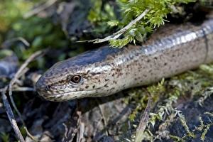 Slow Worm - Single adult emerging from the undergrowth Slow Worm - Single adult emerging from the undergrowth
