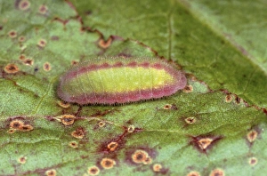 Small Copper Butterfly - larvae Small Copper Butterfly - larvae