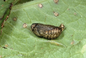 Small Copper BUTTERFLY - pupa Small Copper BUTTERFLY - pupa