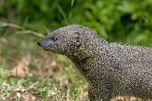 Images Dated 26th December 2009: Small Grey Mongoose - Widespread in Cape Provinces south of the Orange River