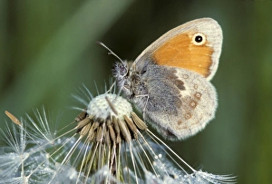 Small Heath Butterfly - on Dandelion Small Heath Butterfly - on Dandelion