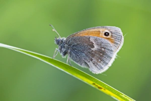 Small Heath Butterfly - resting on grass stalk Small Heath Butterfly - resting on grass stalk