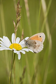 Small Heath Butterfly resting in meadow Small Heath Butterfly resting in meadow
