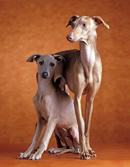 Friendship Collection: Small Italian Greyhounds - Two together