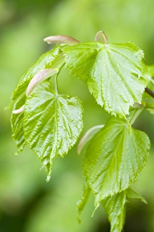 Small-leaved Lime - close up of fresh new leaves Small-leaved Lime - close up of fresh new leaves