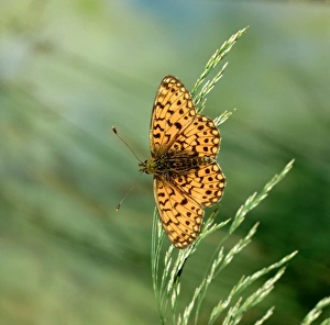 Small pearl-bordered fritillary BUTTERFLY Small pearl-bordered fritillary BUTTERFLY