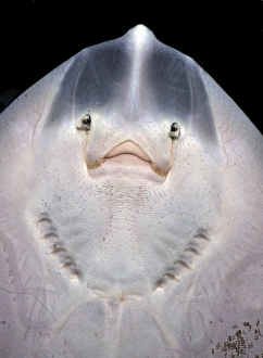Small Ray, probably Spotted Ray, seen from below showing gills, mouth and nostrils Small Ray, probably Spotted Ray, seen from below showing gills, mouth and nostrils