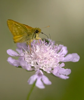 Small Skipper butterfly - Feeding on purple flower of Scabious Note long tongue Small Skipper butterfly - Feeding on purple flower of Scabious Note long tongue