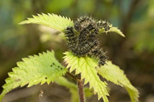Small Tortoiseshell Butterfly caterpillars group feeding on nettle Small Tortoiseshell Butterfly caterpillars group feeding on nettle