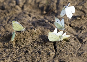 Small White Butterfly - group taking minerals from mud Small White Butterfly - group taking minerals from mud