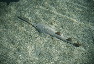 Smalltooth sawfish / combshark Smalltooth sawfish / combshark