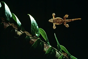 Smooth-backed / Gliding / Parachute / Flying Gecko Smooth-backed / Gliding / Parachute / Flying Gecko