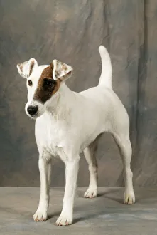 <b class=qtipBold><figcaption>Smooth Fox Terrier Dog</figcaption></b><br>JD-9069 SMOOTH FOX TERRIER DOG John Daniels Please note that prints are for personal display purposes only and may not be reproduced in any way.<br><em>© John Daniels / ardea.com</em> Smooth Fox Terrier Dog