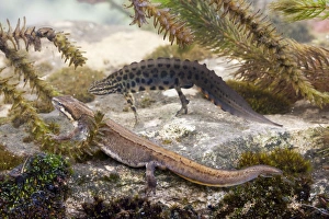 Smooth Newt - Female in the foreground with a male displaying to her in the background Smooth Newt - Female in the foreground with a male displaying to her in the background