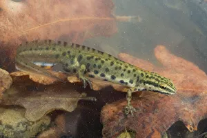 Smooth Newt - male in the water Smooth Newt - male in the water