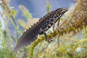 Smooth newt - Single adult male in full breeding condition, Photographed underwater Smooth newt - Single adult male in full breeding condition, Photographed underwater