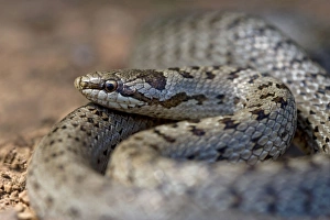Smooth Snake