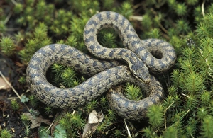 Smooth snake - Adult Smooth snake - Adult