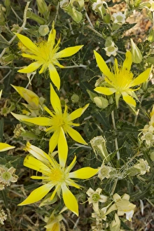 Smooth-stemmed Mentzelia / Blazing Star Smooth-stemmed Mentzelia / Blazing Star