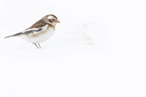 Emberizidae Gallery: Snow Bunting - looking for food under the snow - Cairngorms National Park, Scotland