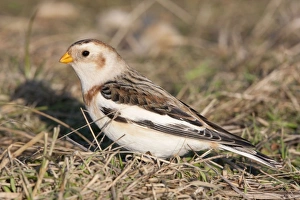 Snow Bunting - Single adult male foraging for seed in grass Snow Bunting - Single adult male foraging for seed in grass