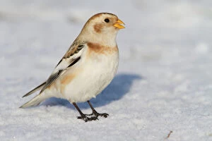 Images Dated 2nd January 2010: Snow Bunting - Single adult male perching on snow covered beach. Norfolk, UK