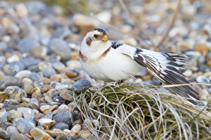 Snow Bunting - Single adult male stretching Snow Bunting - Single adult male stretching