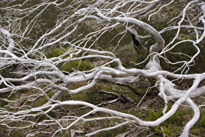 Snow Gum - a windswept and by fire damaged Snow Gum in Victoria's High Country Snow Gum - a windswept and by fire damaged Snow Gum in Victoria's High Country