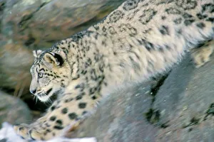 Snow Leopard - Endangered Species, pouncing from rocks into snow Snow Leopard - Endangered Species, pouncing from rocks into snow