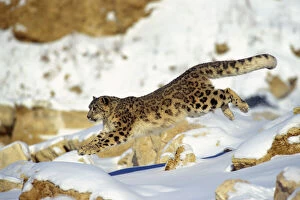 Snow Leopard - Running through snow with rocks behind