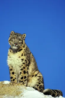 Snow Leopard - Sitting on snow covered rock against blue sky Snow Leopard - Sitting on snow covered rock against blue sky