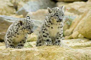 Picture Snow Leopards, Snow Leopard Print Decor