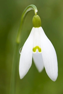 Snowdrop - close-up macro image of a single flower Snowdrop - close-up macro image of a single flower