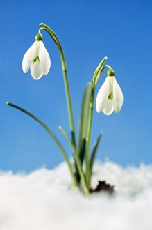 Snowdrop Flower - Two in snow Snowdrop Flower - Two in snow