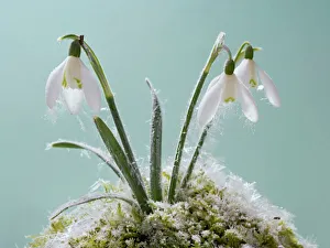 Snowdrop - frost covered plant in flower Snowdrop - frost covered plant in flower