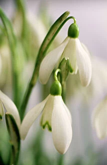 Images Dated 30th November 2007: Snowdrops Close-up