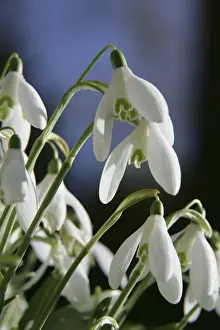 Snowdrops Print - UK Galanthus nivalis