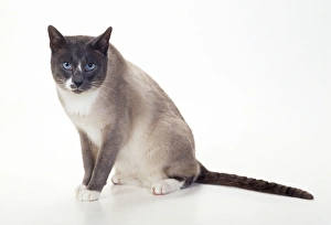 Snowshoe - blue & White Point Cat Snowshoe - blue & White Point Cat