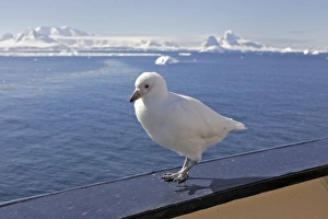 Snowy Sheathbill - resting on edge of boat - Antarctic Snowy Sheathbill - resting on edge of boat - Antarctic