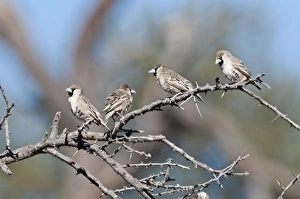 Social / Sociable Weavers - four sitting on dead branch Social / Sociable Weavers - four sitting on dead branch