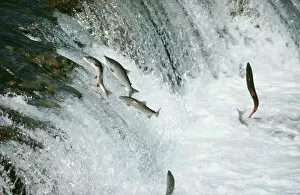 Images Dated 5th July 2010: Sockeye Salmon - leaping upstream