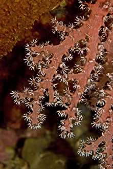 Soft Coral - this animal is sweeping the current with its sticky flower like fingers Soft Coral - this animal is sweeping the current with its sticky flower like fingers
