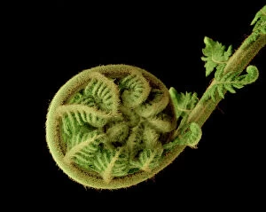 Evergreen Collection: Soft Tree Fern - Unfolding new frond