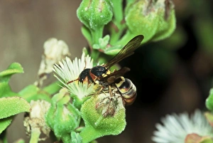 Solitary / Pollen wasp collecting pollen from mesem flower Solitary / Pollen wasp collecting pollen from mesem flower